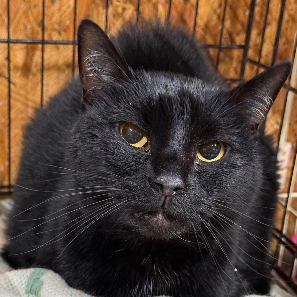 Church, Adoptable, Adult Female Domestic Short Hair.