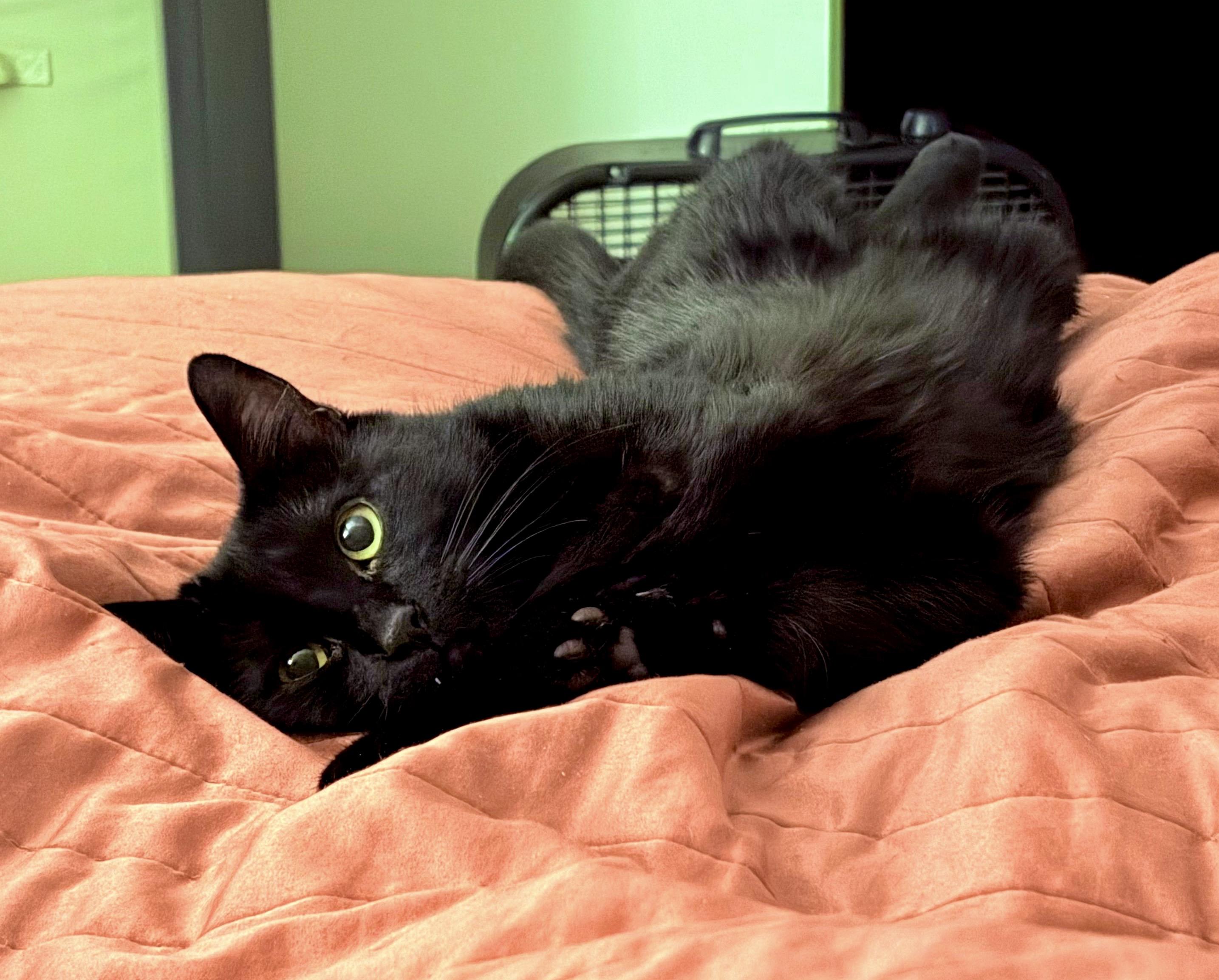 Ardis, Adoptable, Adult Female Bombay.