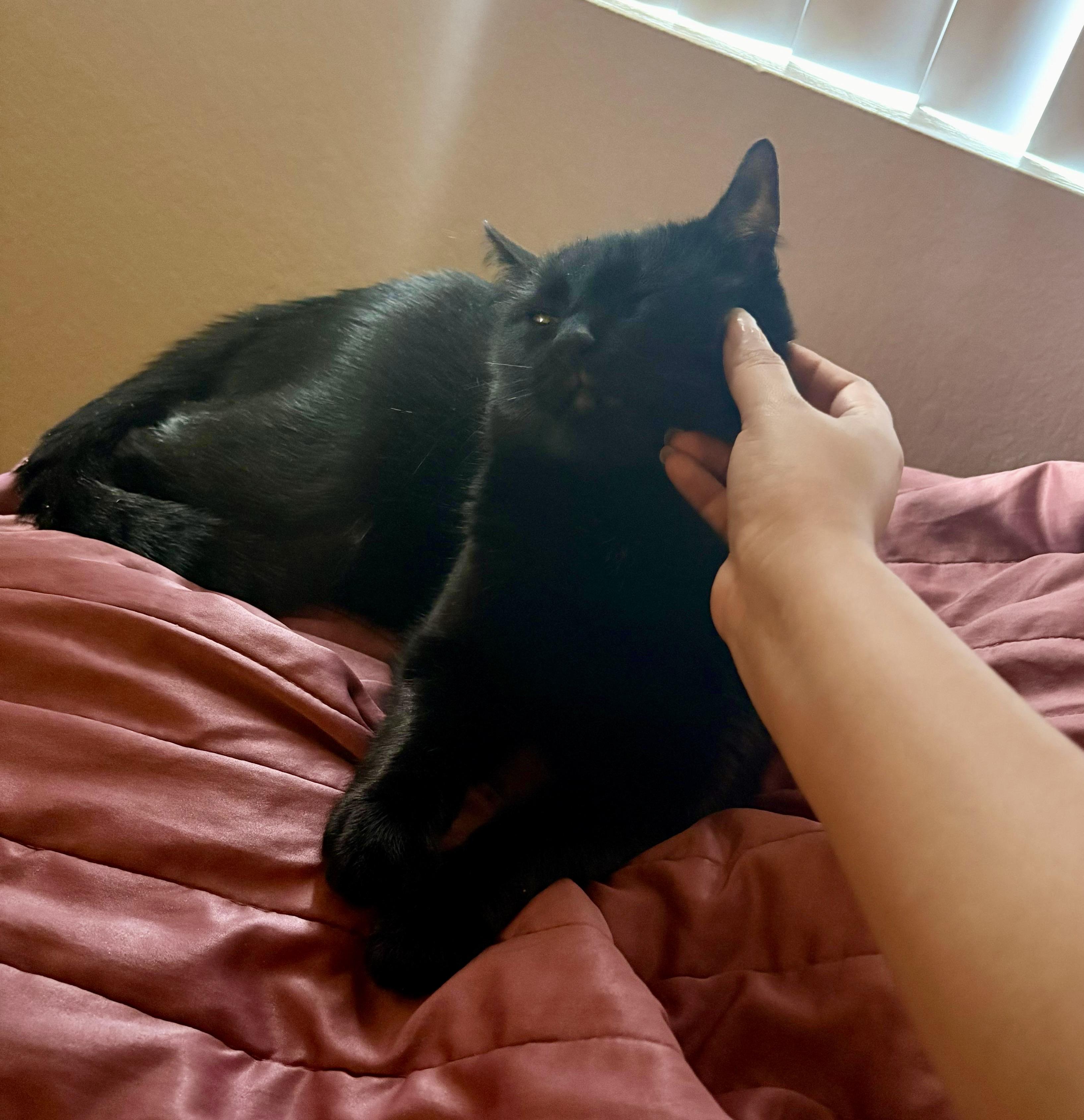 Ardis, a Adoptable Bombay in San Juan Capistrano, CA image 2/6