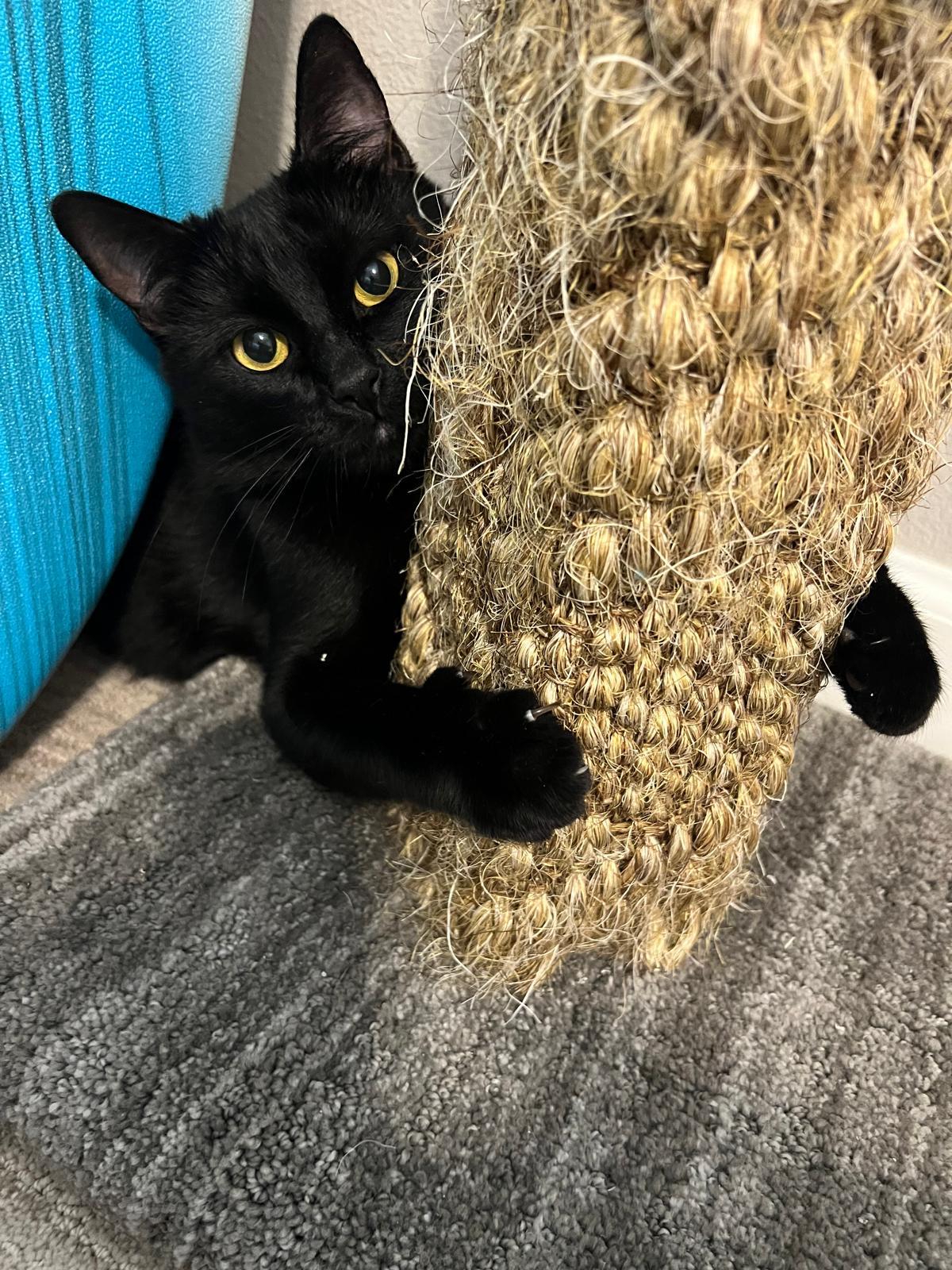 Ardis, a Adoptable Bombay in San Juan Capistrano, CA image 6/6