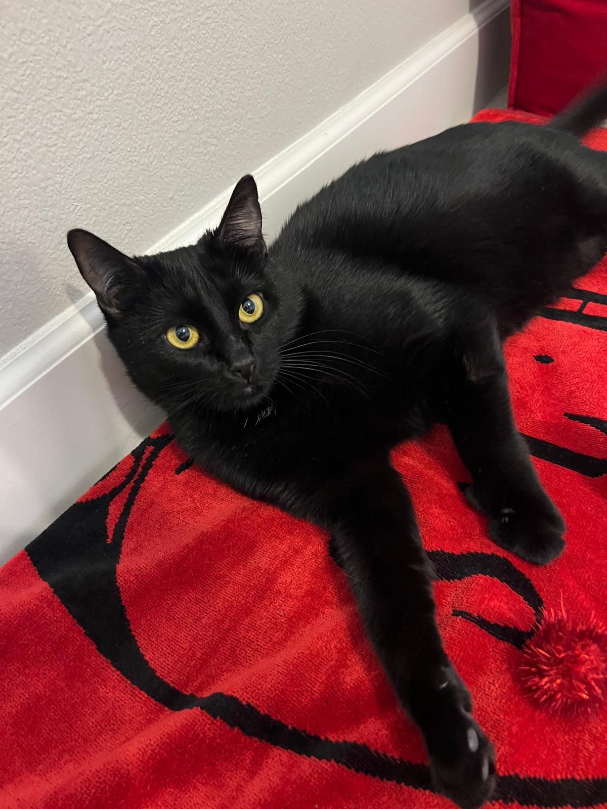 Ardis, a Adoptable Bombay in San Juan Capistrano, CA image 3/6