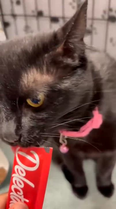 Enlarge Ardis, a Adoptable Bombay in San Juan Capistrano, CA video 6/6