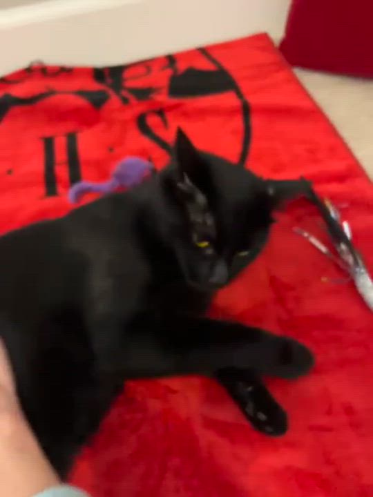 Enlarge Ardis, a Adoptable Bombay in San Juan Capistrano, CA video 4/6