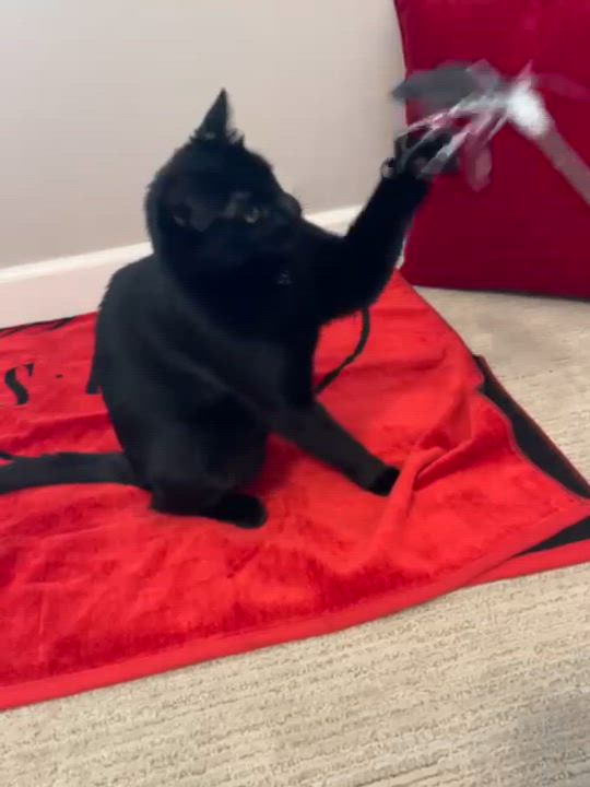 Enlarge Ardis, a Adoptable Bombay in San Juan Capistrano, CA video 5/6