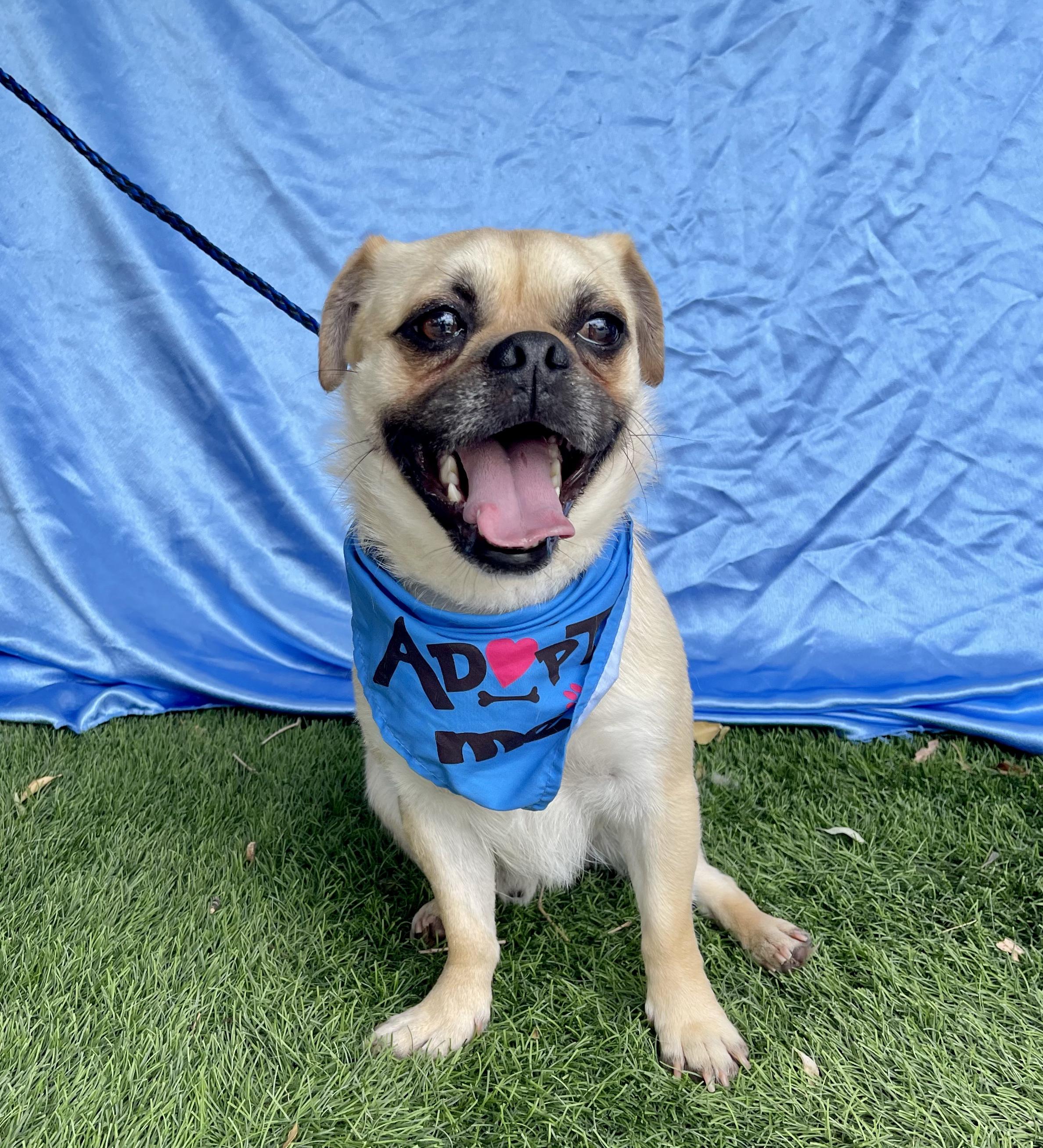 OTIS, ADOPTABLE, Adult Male Pug.