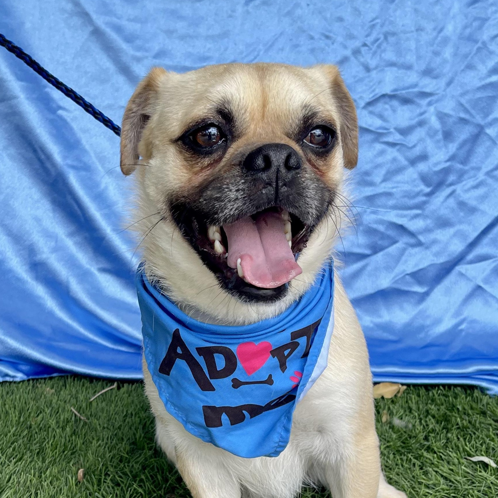 Enlarge OTIS, a ADOPTABLE Pug in Rowland Heights, CA image 2/3