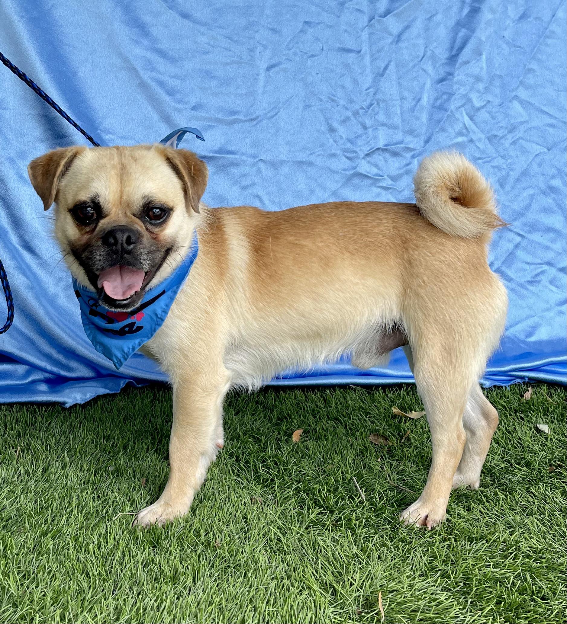 Enlarge OTIS, a ADOPTABLE Pug in Rowland Heights, CA image 3/3