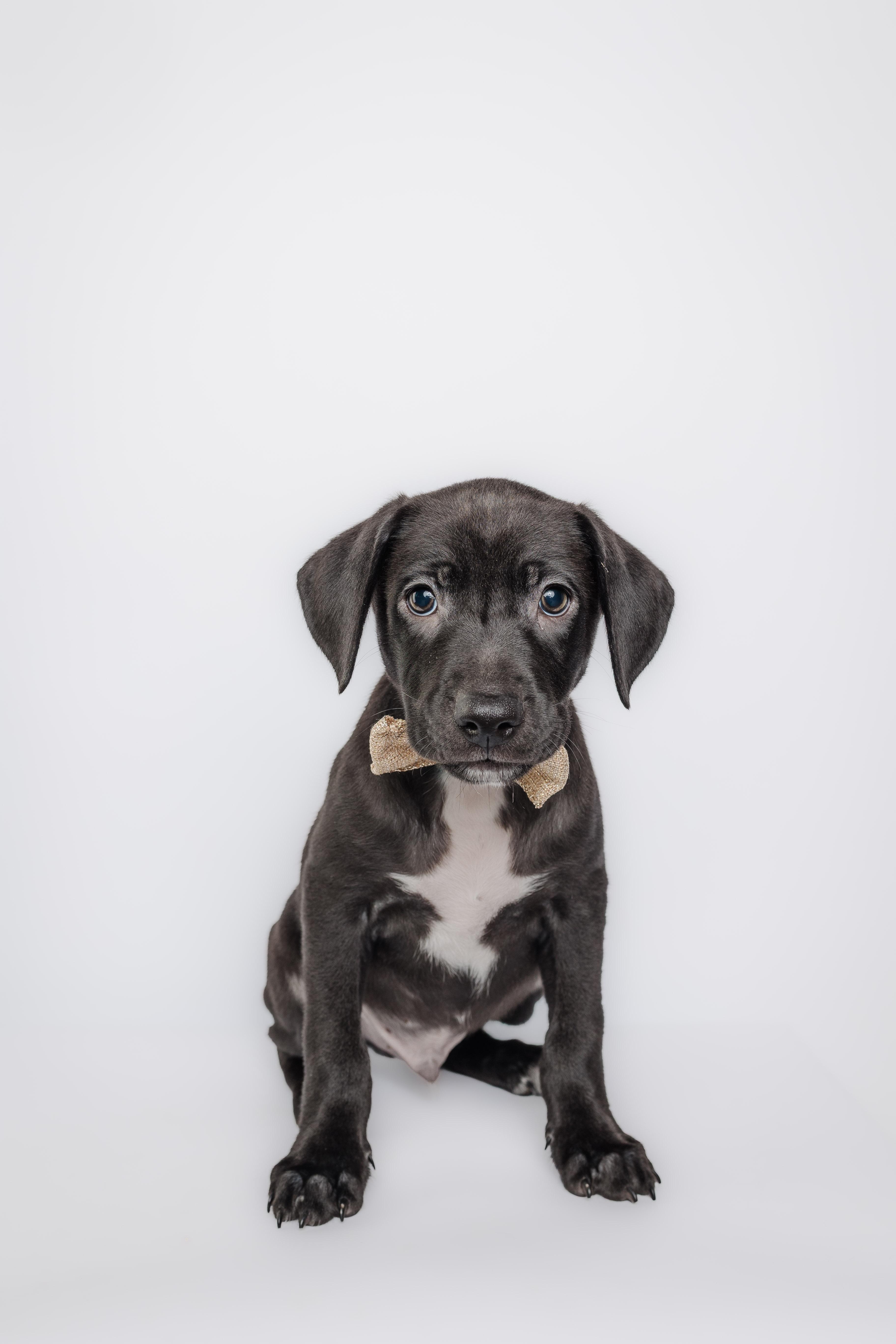 Enlarge The golden era litter, a Adoptable mixed breed in Columbia, MO image 5/5