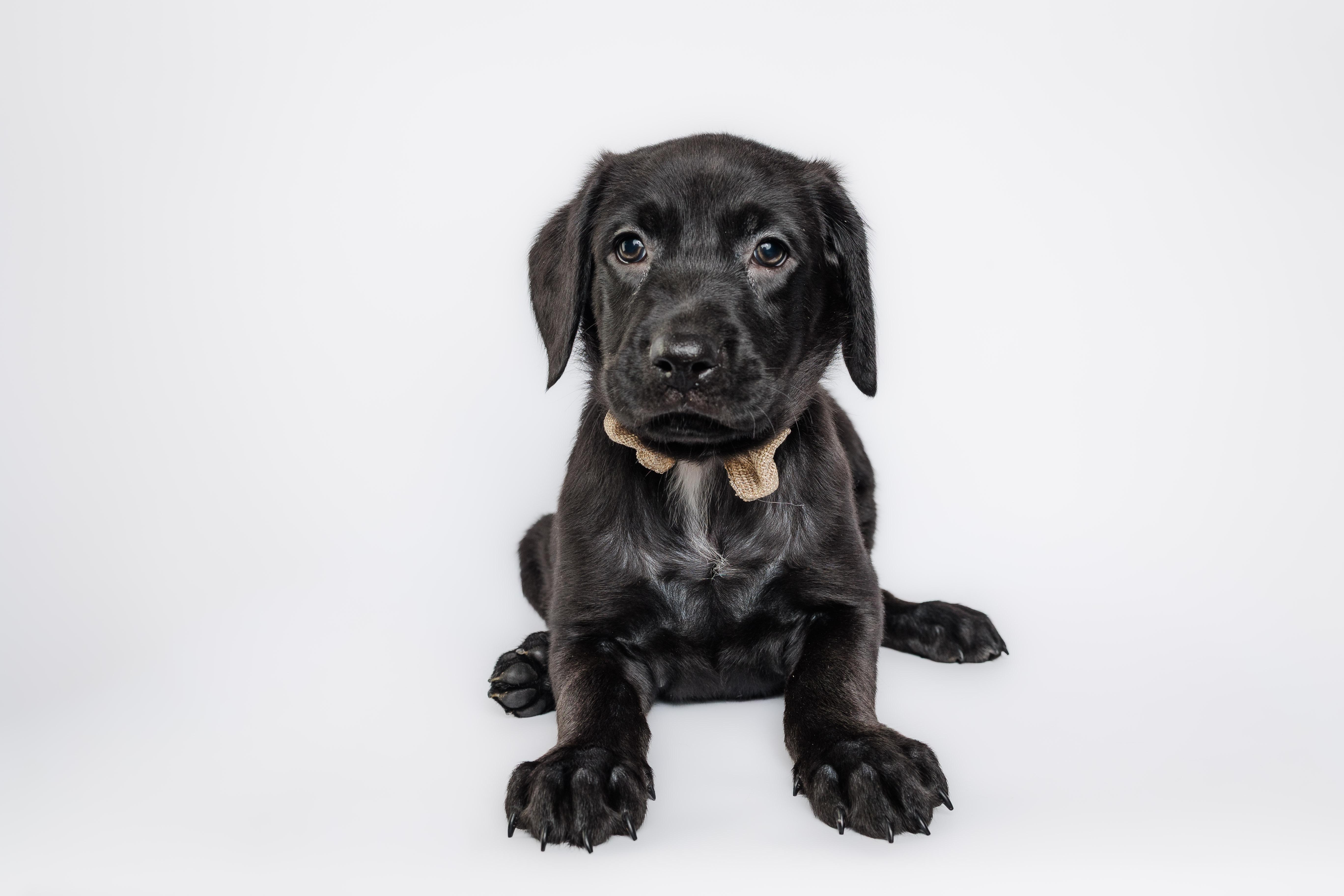Enlarge The golden era litter, a Adoptable mixed breed in Columbia, MO image 4/5