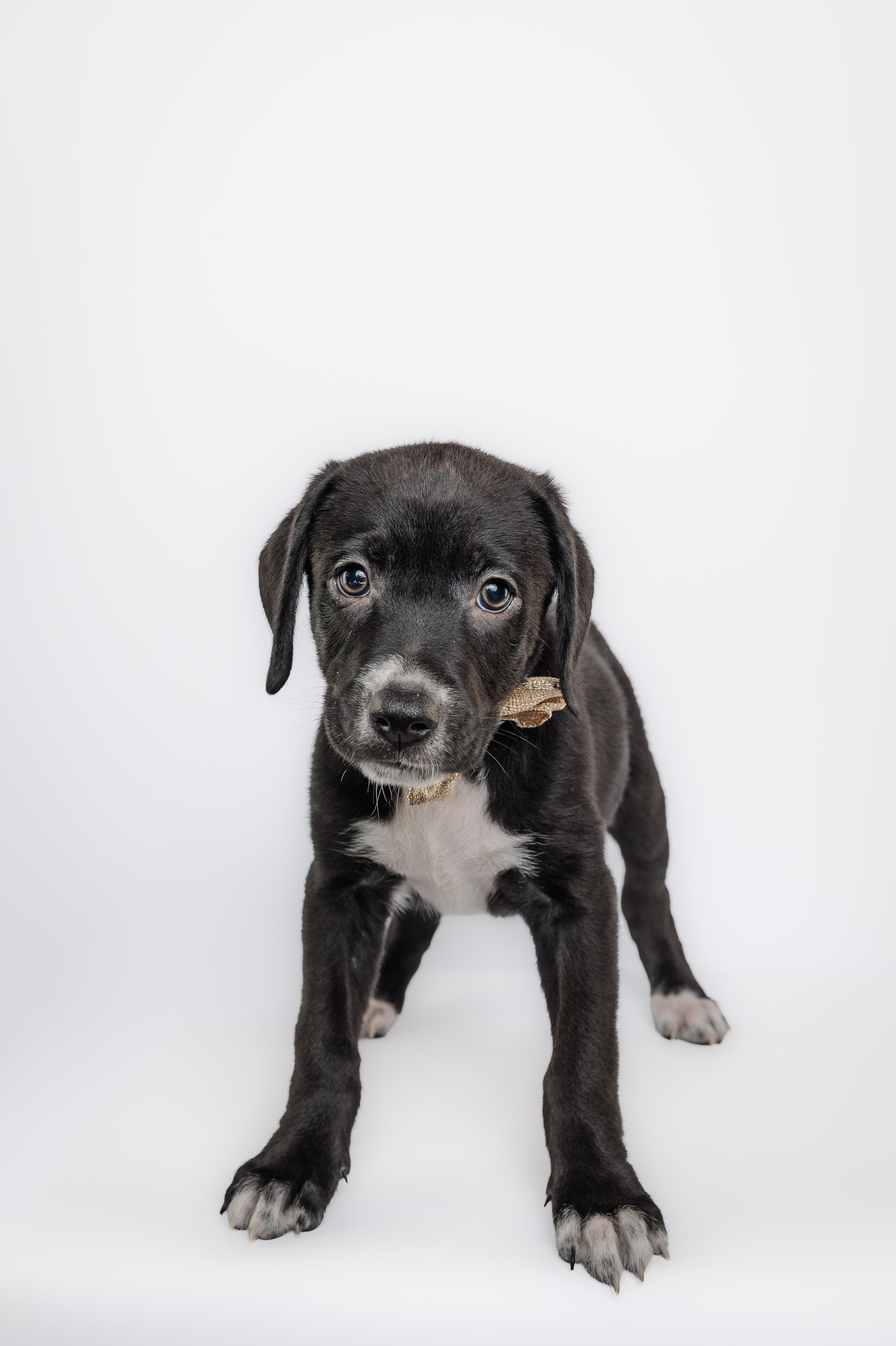 The golden era litter, Adoptable, Puppy Male Black Labrador Retriever & Pointer.