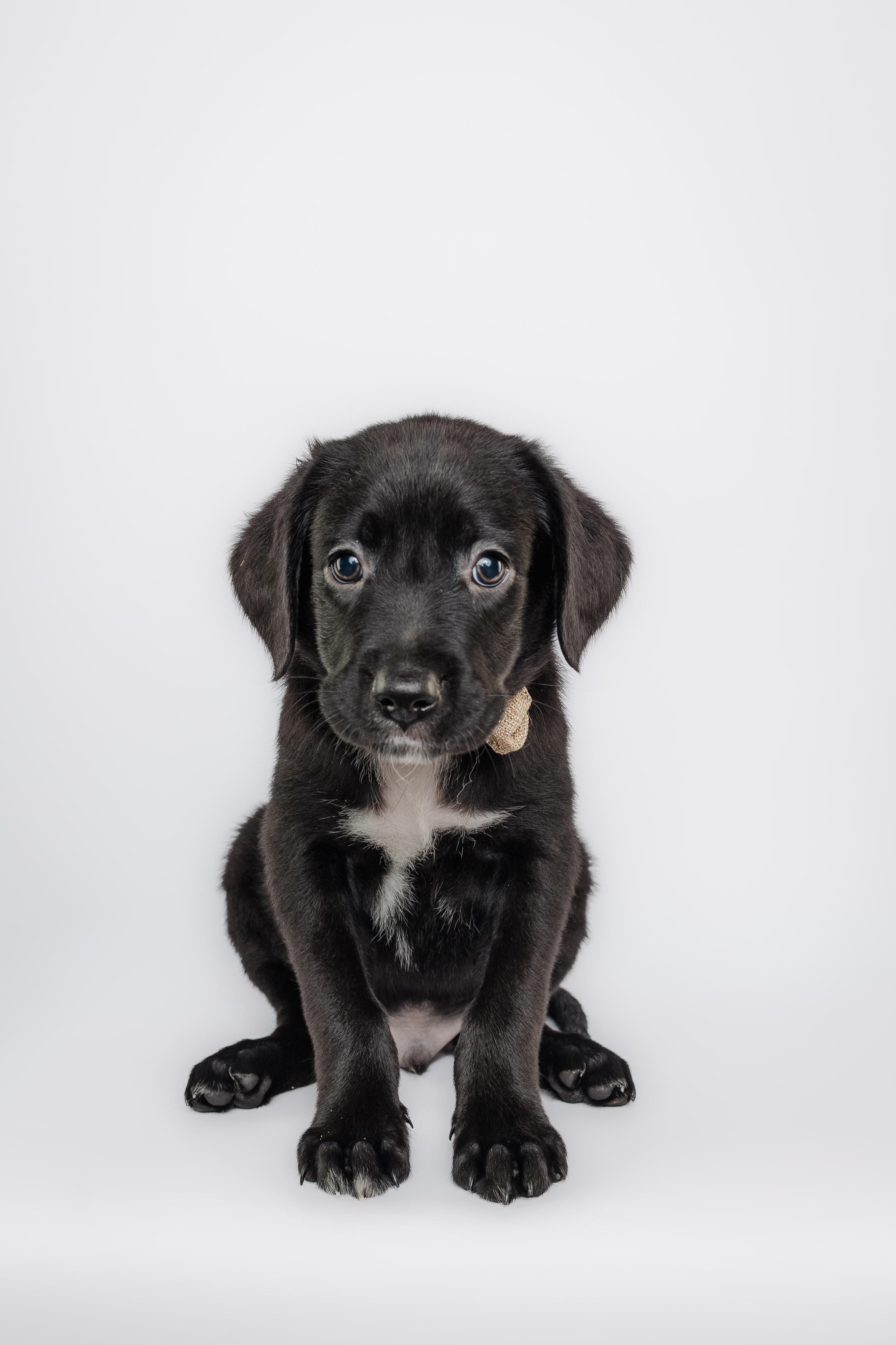 Enlarge The golden era litter, a Adoptable mixed breed in Columbia, MO image 2/5