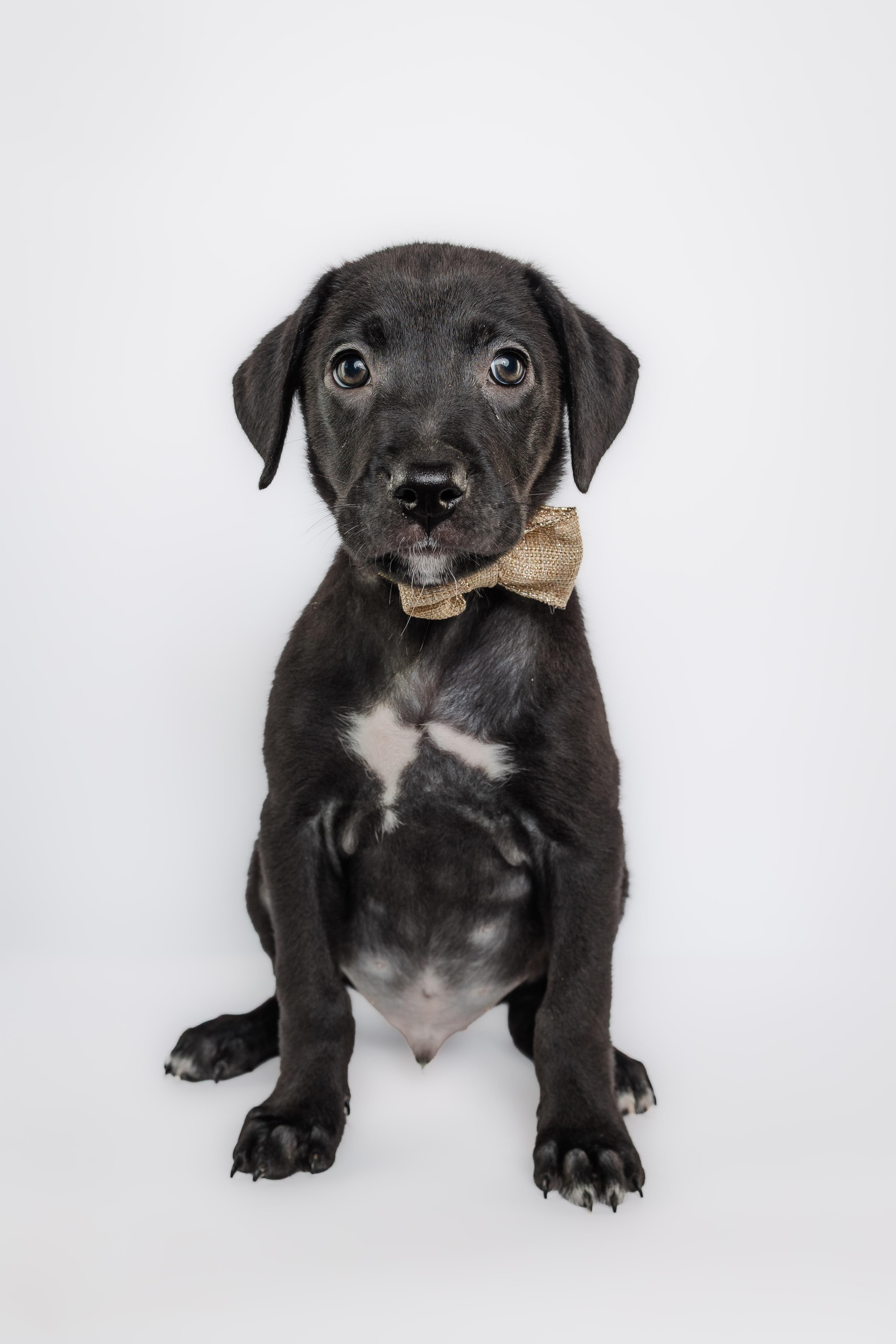 Enlarge The golden era litter, a Adoptable mixed breed in Columbia, MO image 3/5