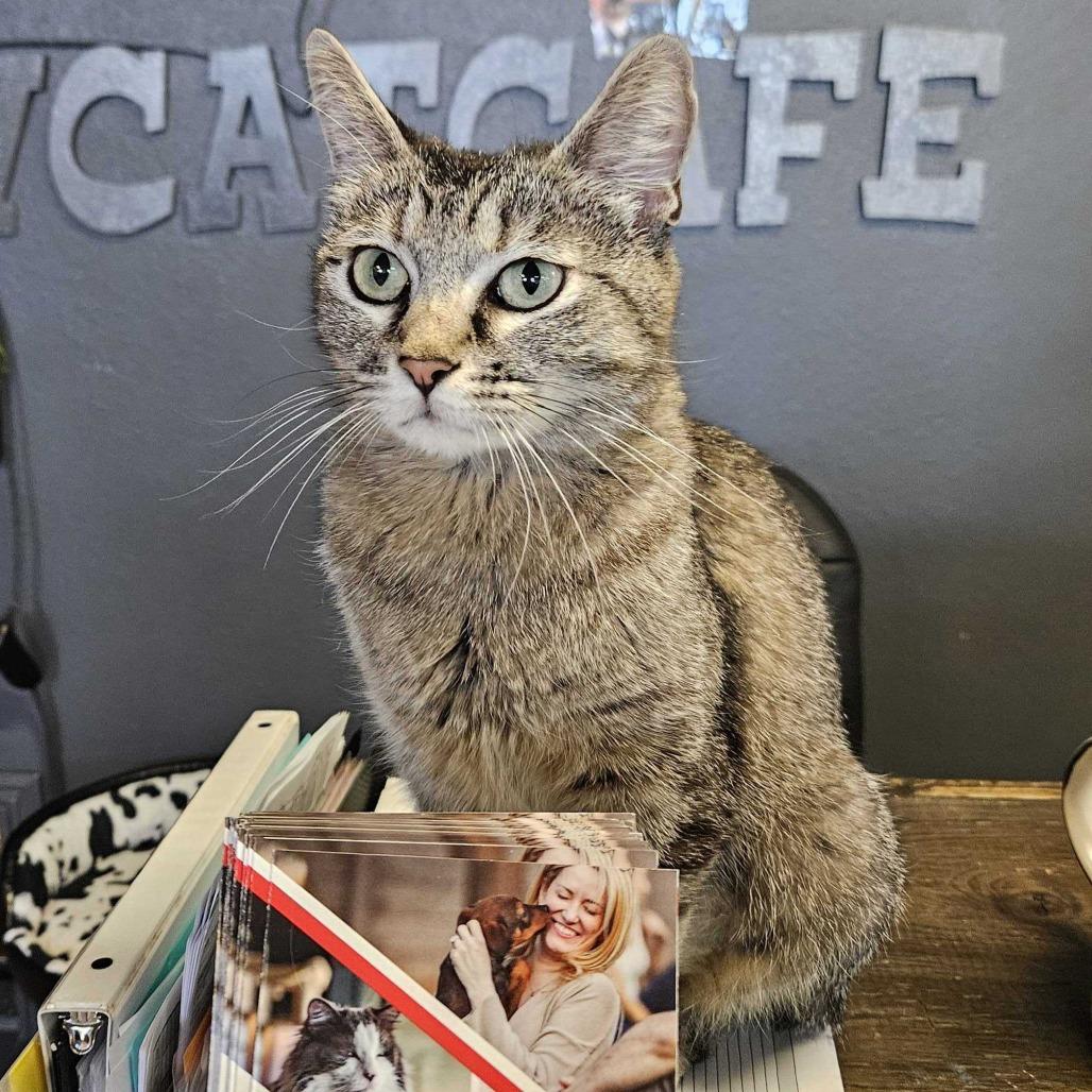 Star, Adoptable, Adult Female Domestic Short Hair.