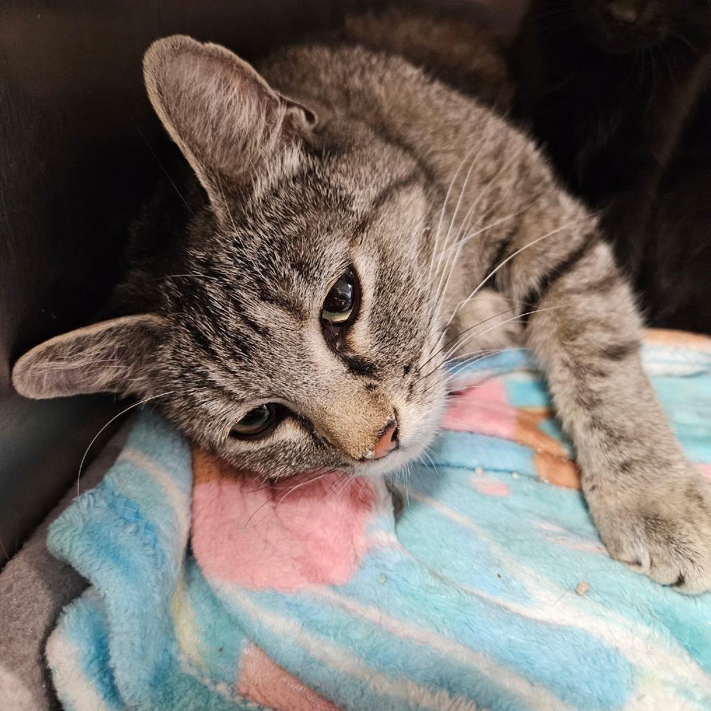 Enlarge Star, a Adoptable Domestic Short Hair in Las Vegas, NV image 2/6