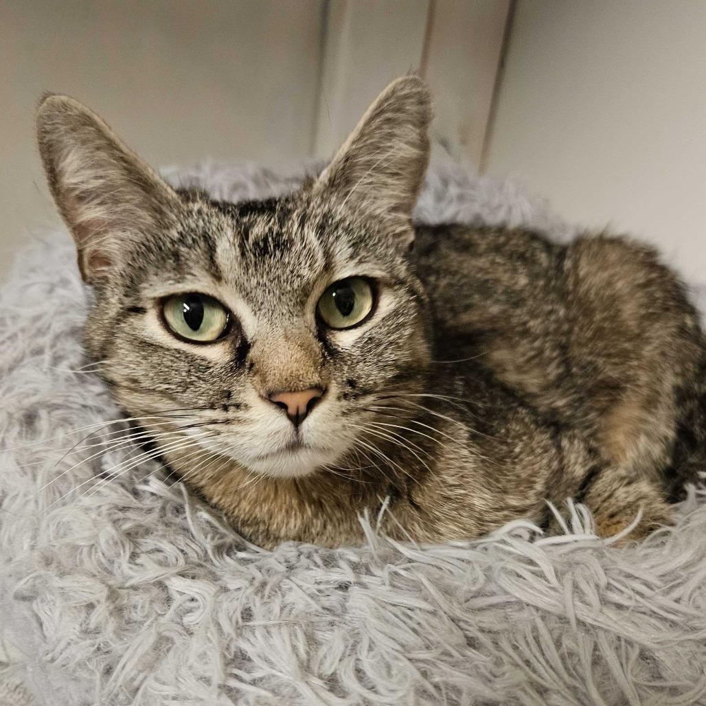 Enlarge Star, a Adoptable Domestic Short Hair in Las Vegas, NV image 4/6