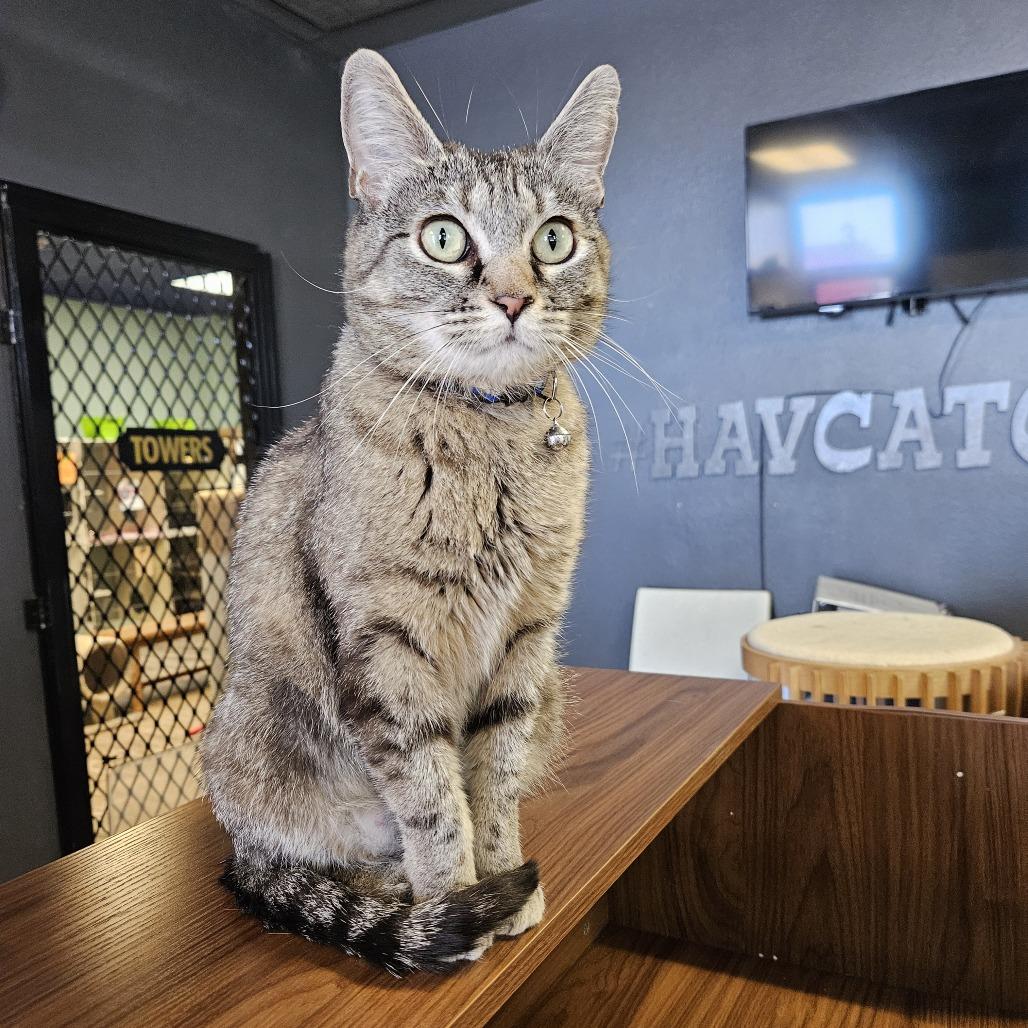 Enlarge Star, a Adoptable Domestic Short Hair in Las Vegas, NV image 5/6