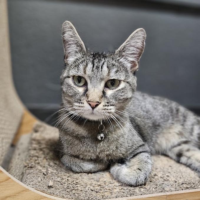 Enlarge Star, a Adoptable Domestic Short Hair in Las Vegas, NV image 6/6