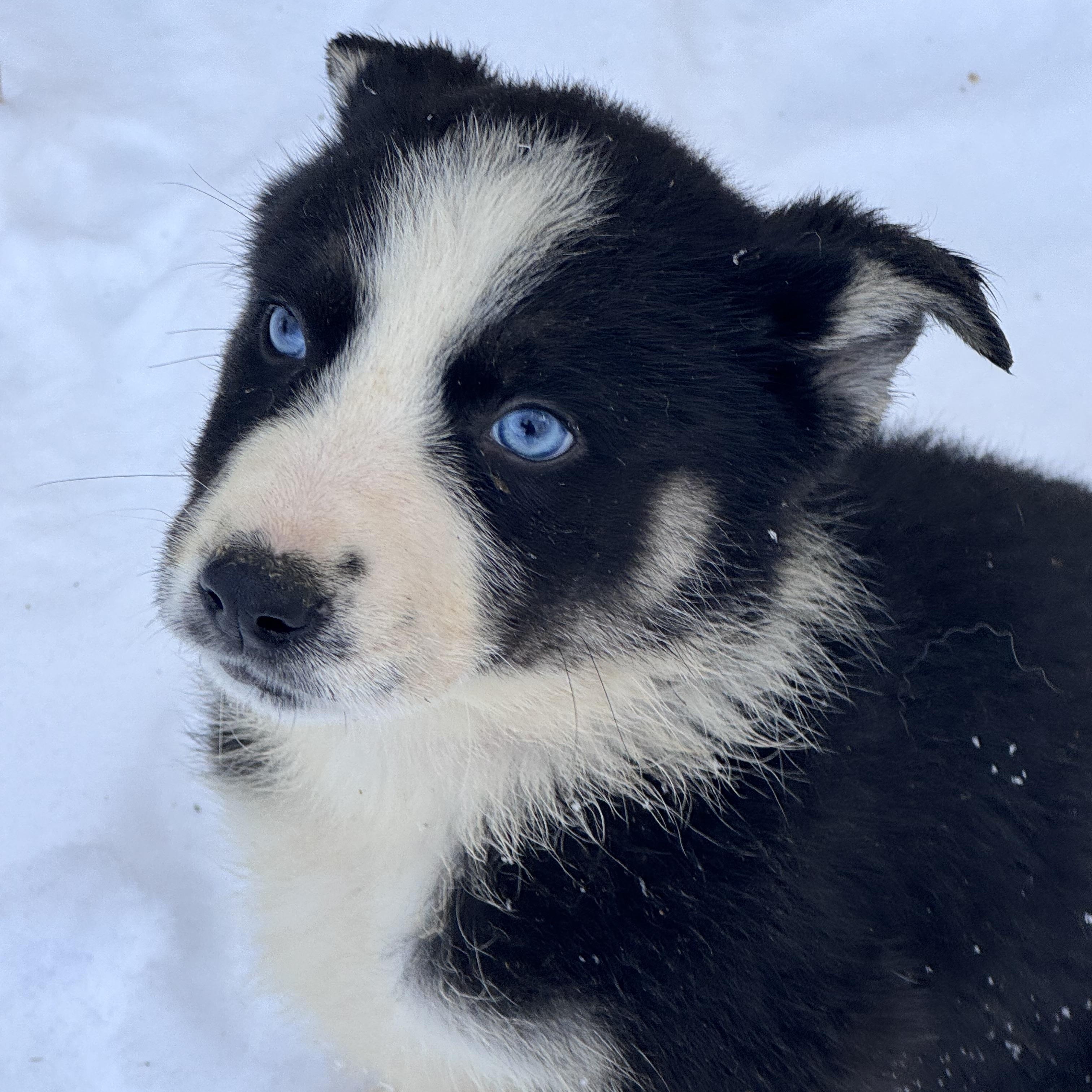 Enlarge Candyland , a ADOPTABLE mixed breed in Fredericksburg, VA image 2/2