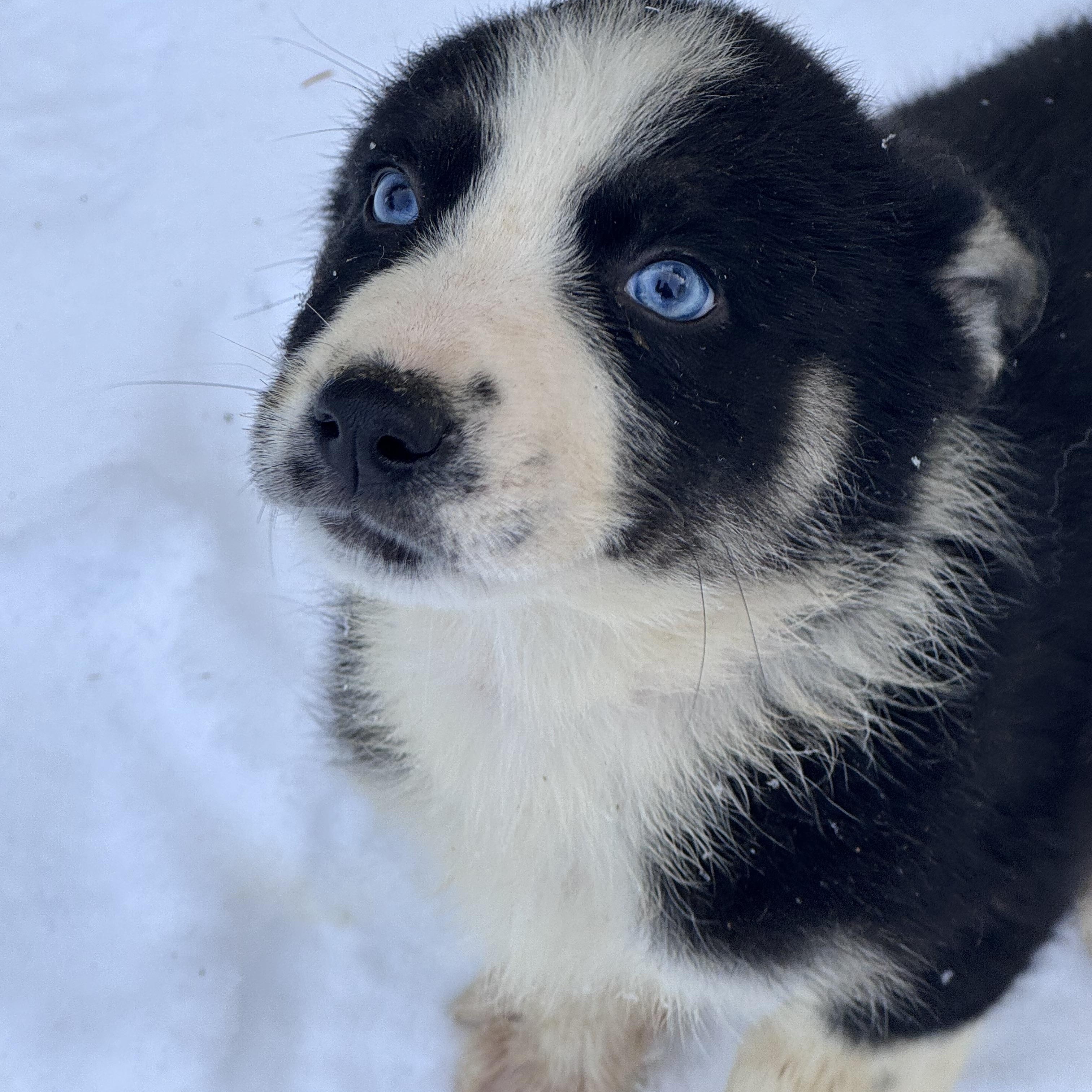 Enlarge Candyland , a ADOPTABLE mixed breed in Fredericksburg, VA image 1/2