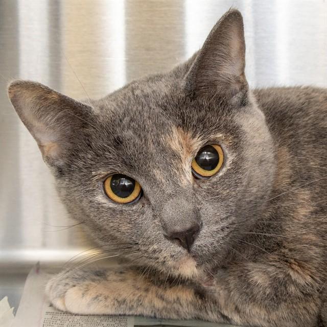 Enlarge APRIL, a Adoptable Domestic Short Hair in St. Louis, MO image 1/1