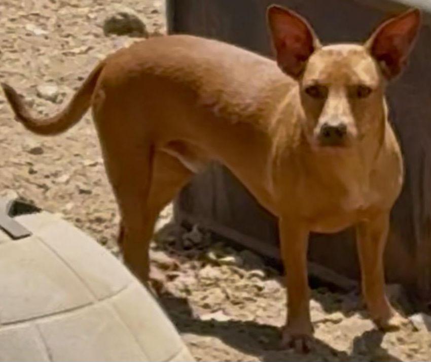 Enlarge Dobby, a Adoptable Dachshund in Mentone, CA image 1/3