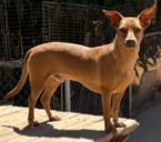 Enlarge Dobby, a Adoptable Dachshund in Mentone, CA image 2/3