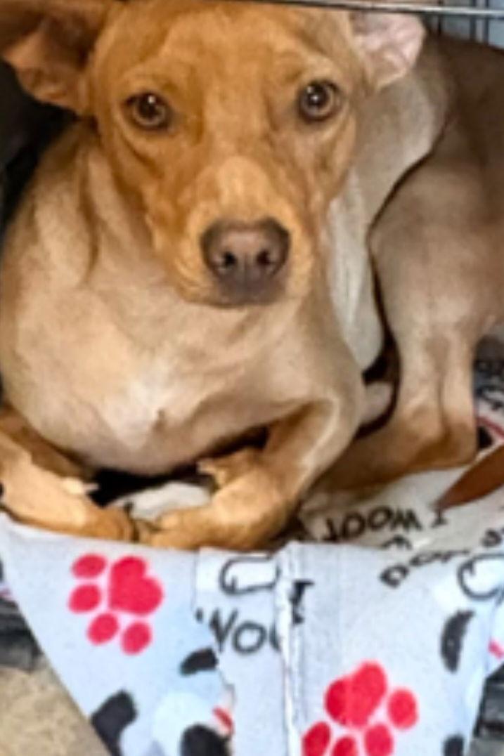 Enlarge Dobby, a Adoptable Dachshund in Mentone, CA image 3/3