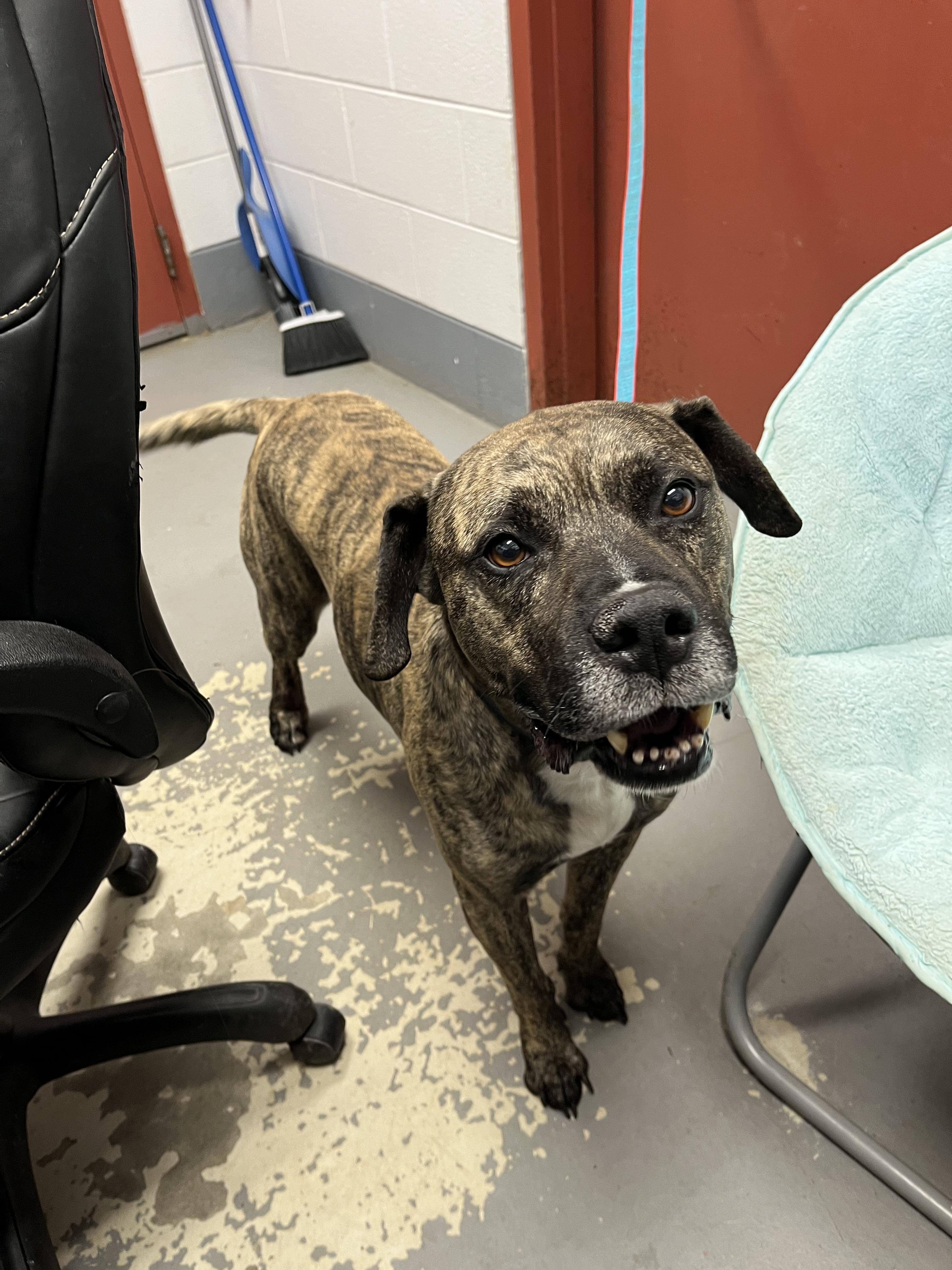 Enlarge Grant, a ADOPTABLE mixed breed in Blackstone, VA image 2/2