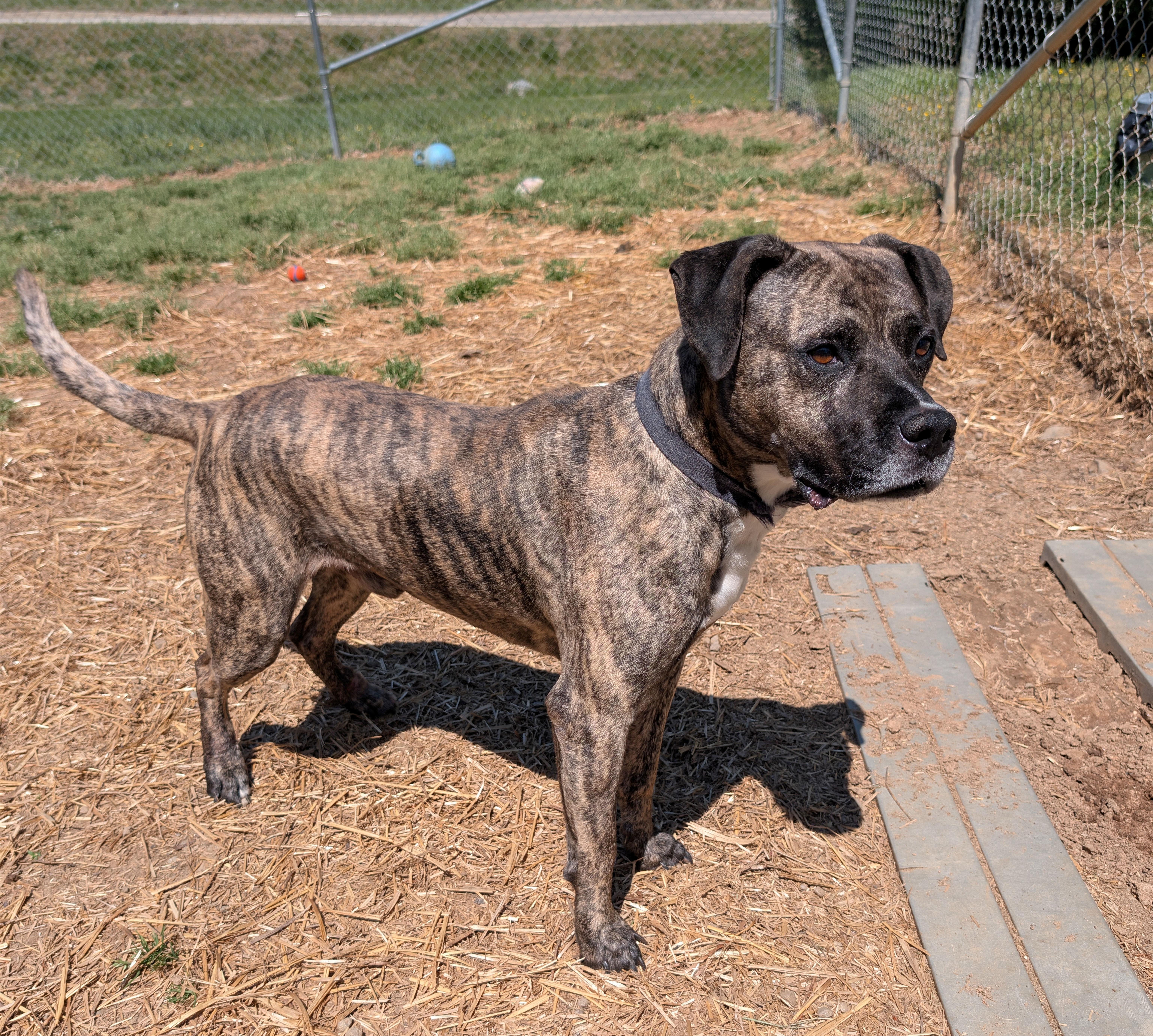 Enlarge Grant, a ADOPTABLE mixed breed in Blackstone, VA image 2/2
