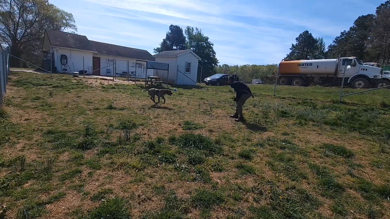 Enlarge Grant, a ADOPTABLE mixed breed in Blackstone, VA video 3/3