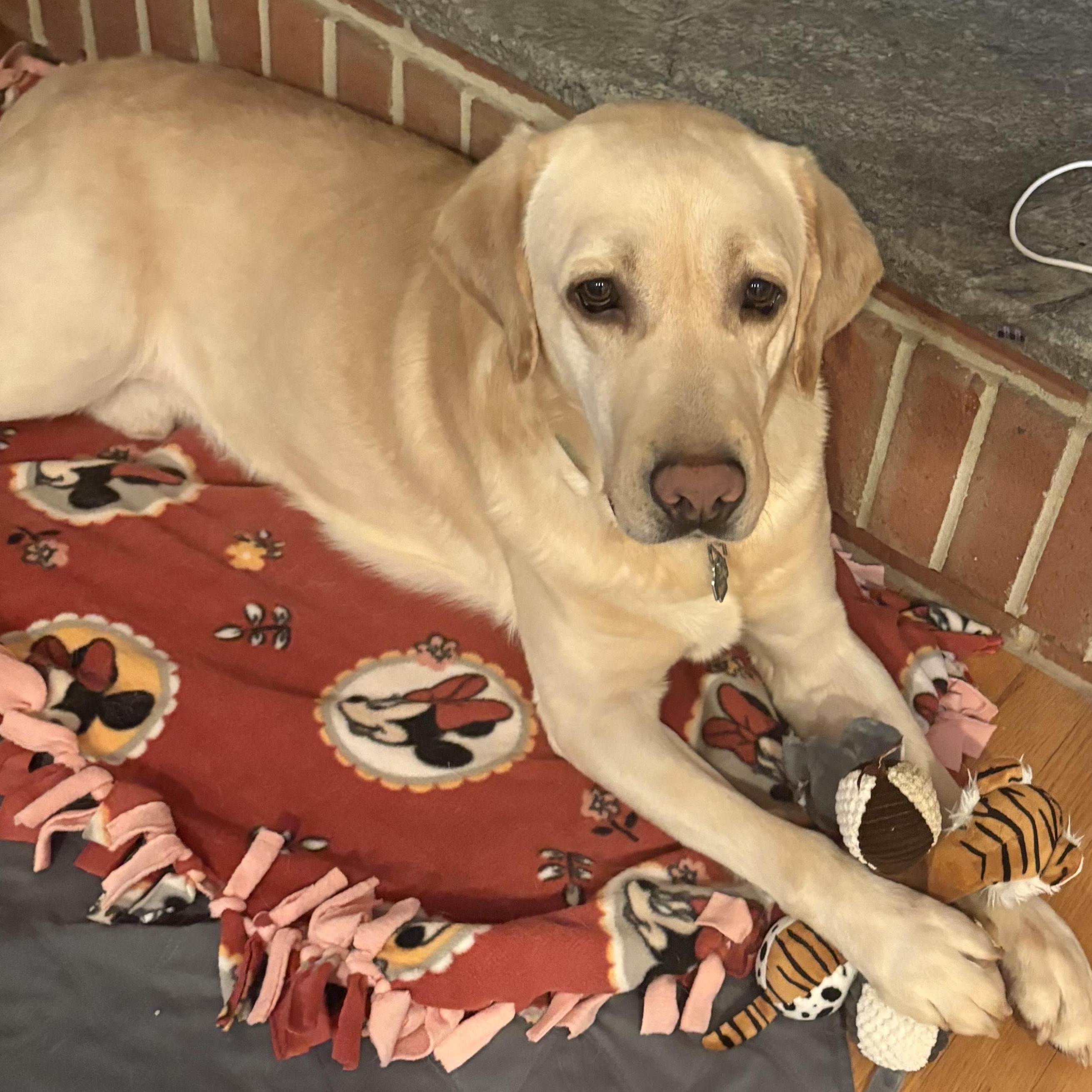 Enlarge Andover, a Adoptable Labrador Retriever in Hartland, WI image 3/6