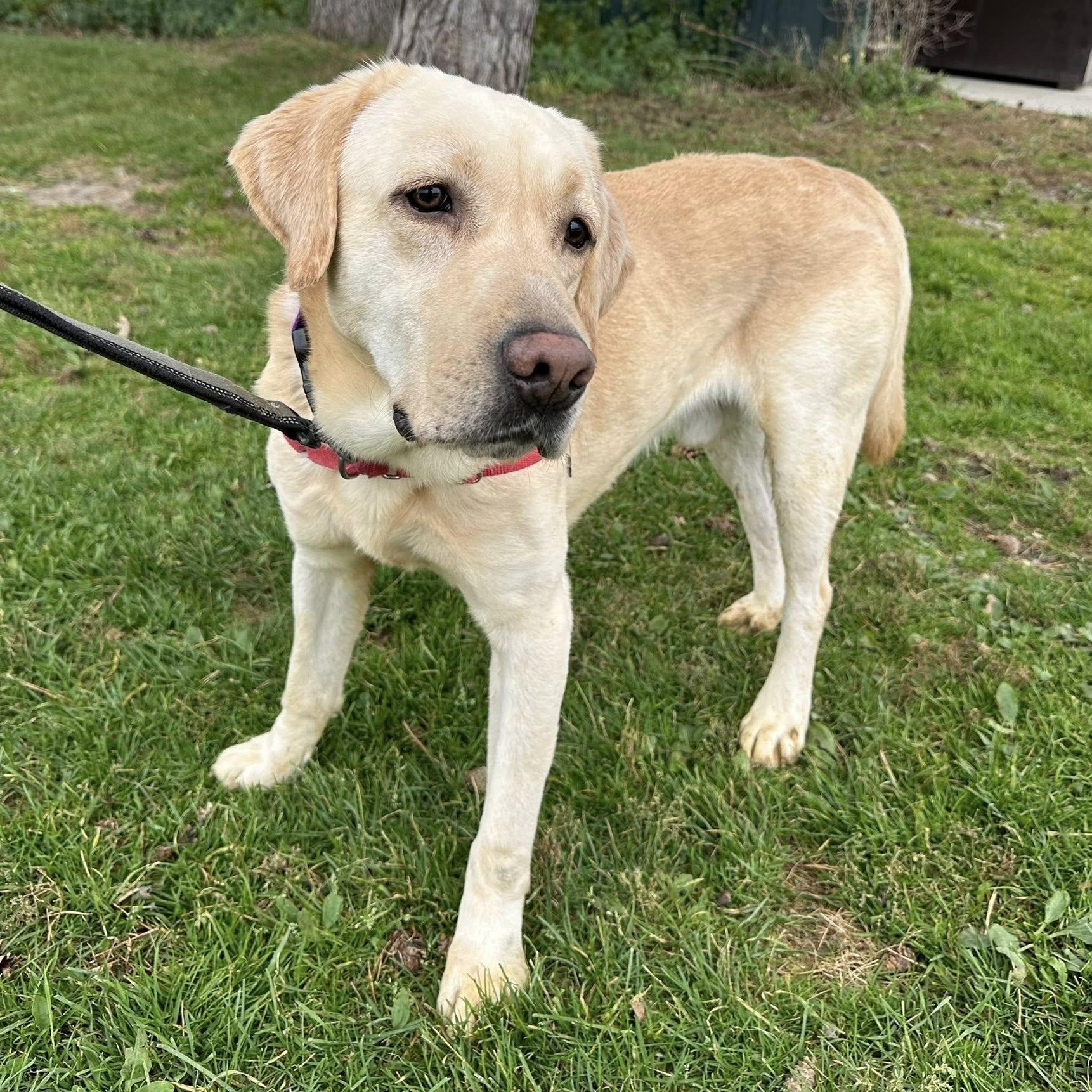 Andover-Foster Home Needed