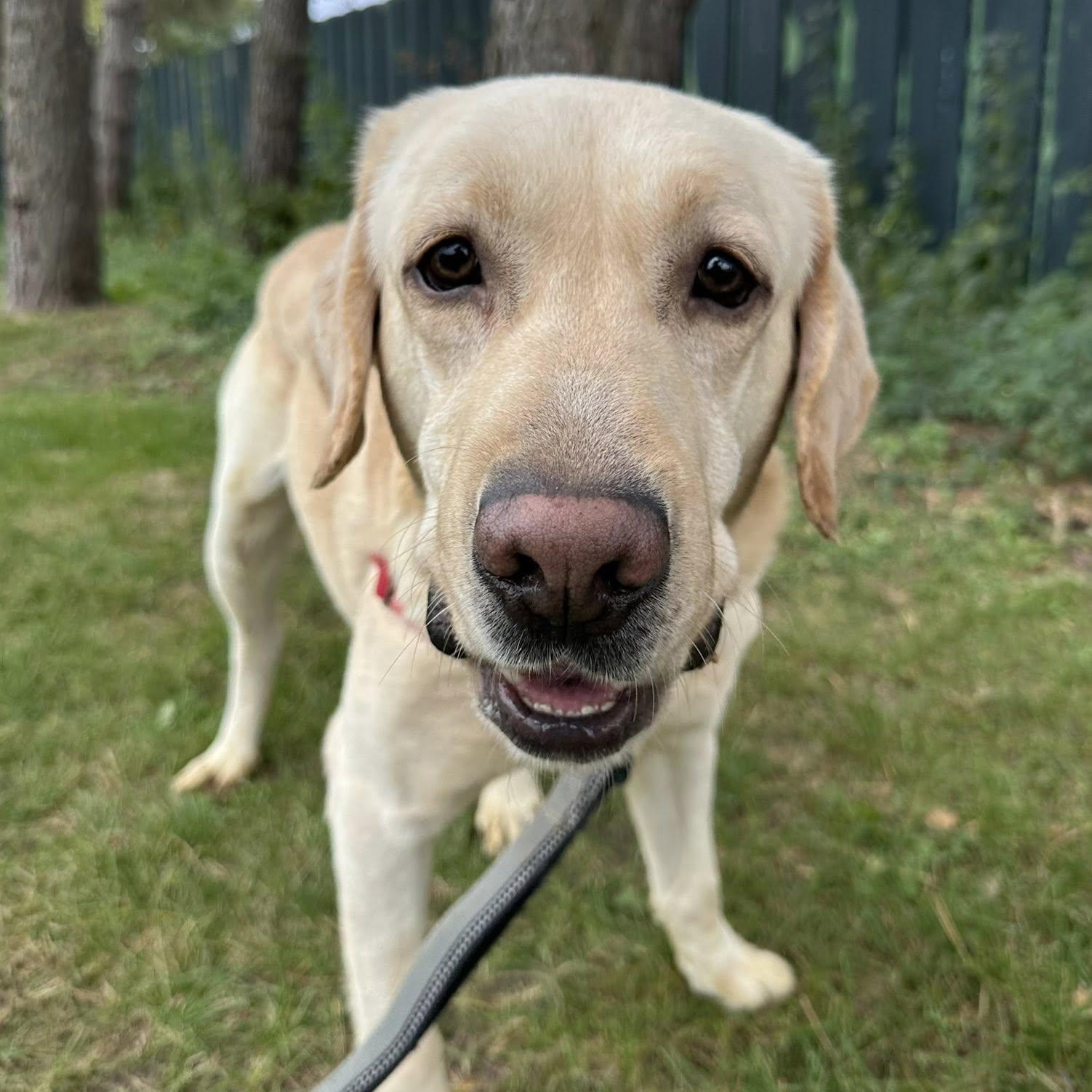 Andover-Foster Home Needed