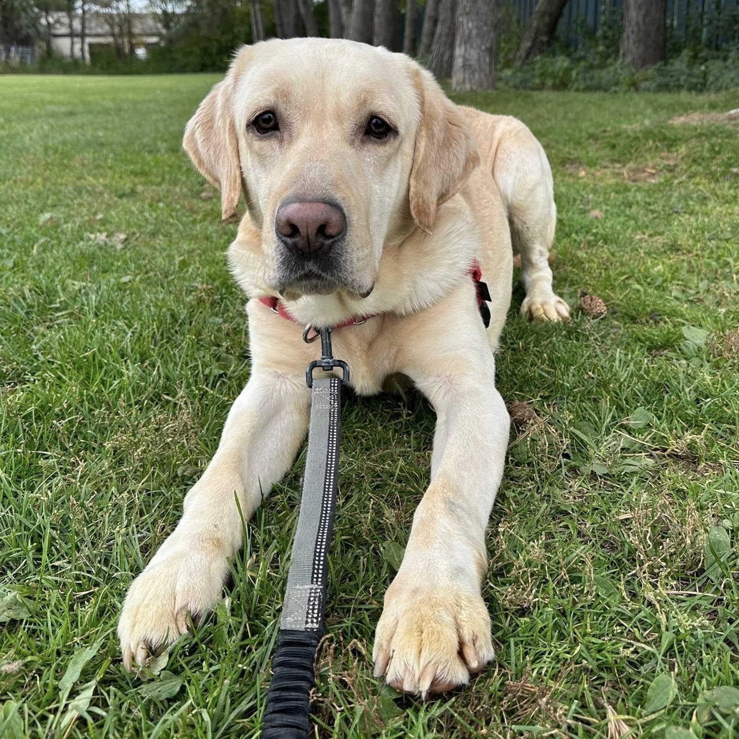 Enlarge Andover, a Adoptable Labrador Retriever in Hartland, WI image 1/6