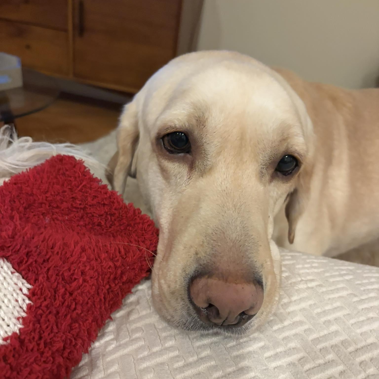 Enlarge Andover, a Adoptable Labrador Retriever in Hartland, WI image 5/6