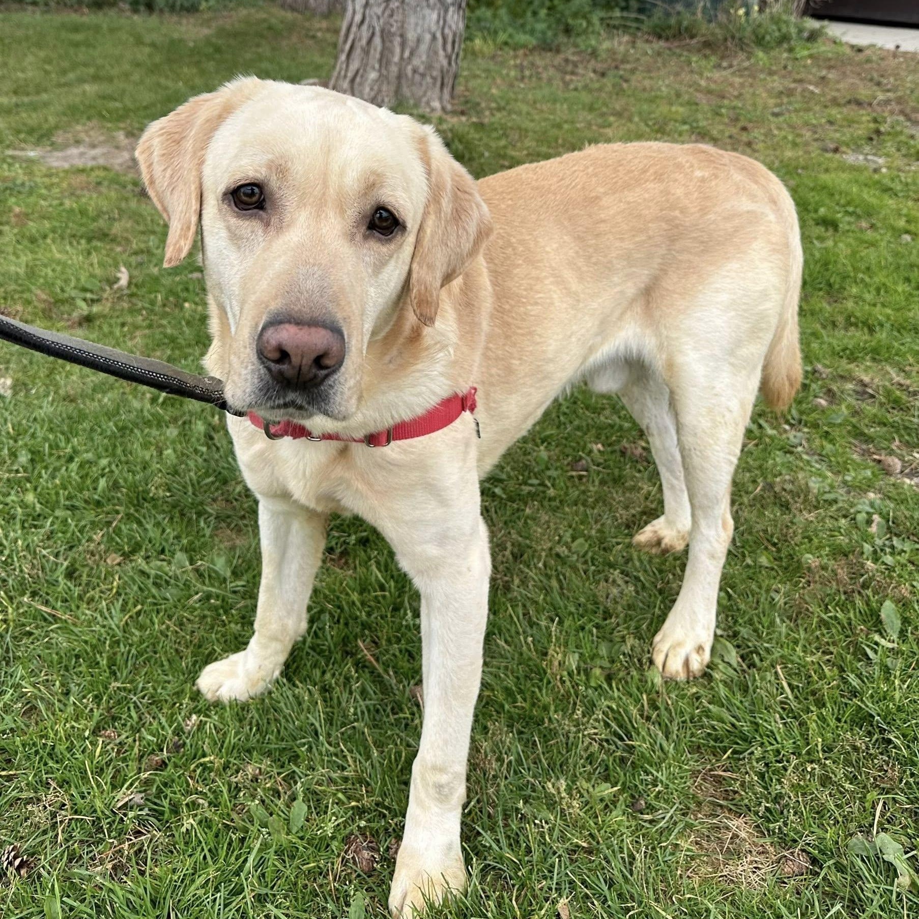 Enlarge Andover, a Adoptable Labrador Retriever in Hartland, WI image 4/6