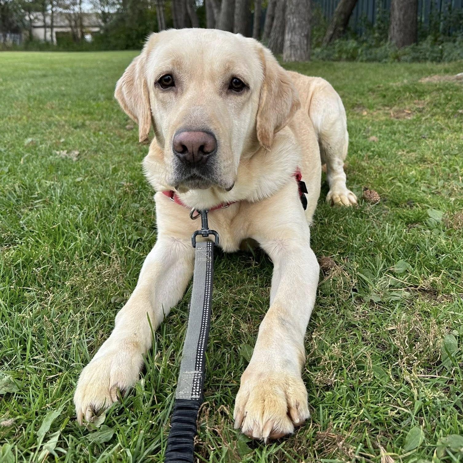 Andover-Foster Home Needed