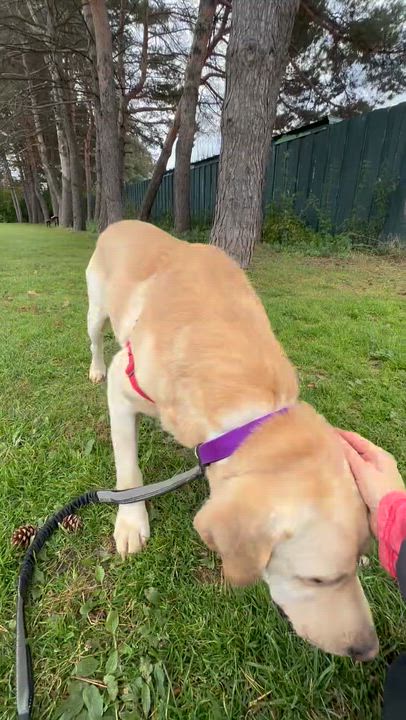 Enlarge Andover, a Adoptable Labrador Retriever in Hartland, WI video 6/6