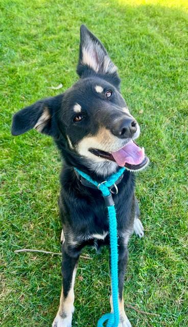 Enlarge HOKU, a Adoptable mixed breed in Sacramento, CA image 1/1