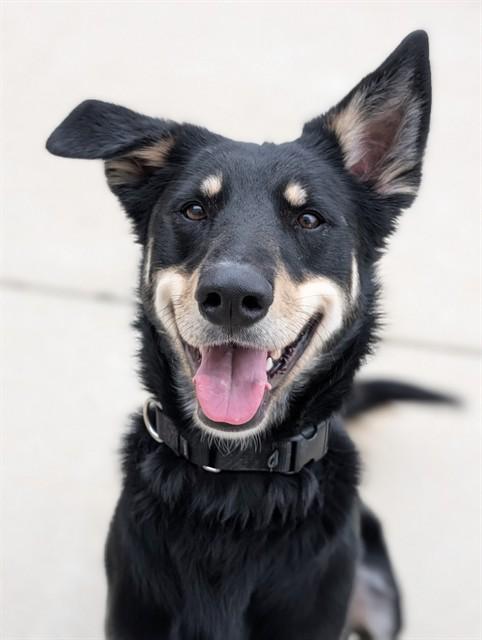 Enlarge HOKU, a Adoptable mixed breed in Sacramento, CA image 1/1