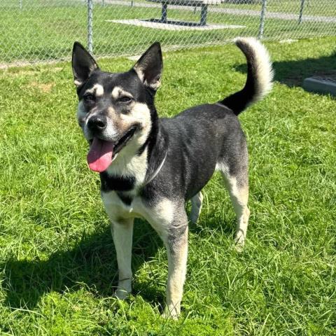 DODGER — thumbnail 2