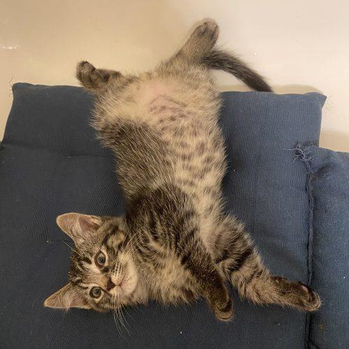 Creole, Adoptable, Kitten Male Domestic Short Hair.