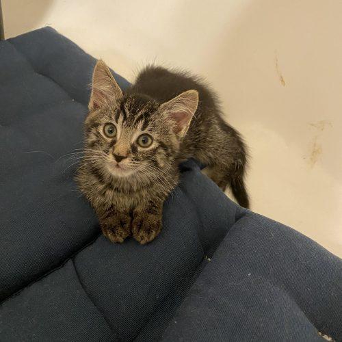 Enlarge Creole, a Adoptable Domestic Short Hair in Toms River, NJ image 2/5