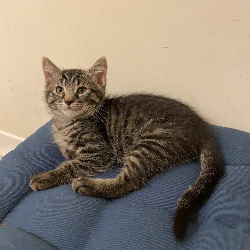 Enlarge Creole, a Adoptable Domestic Short Hair in Toms River, NJ image 3/5