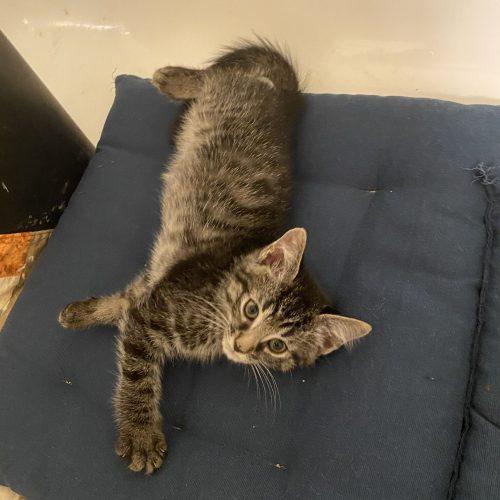 Enlarge Creole, a Adoptable Domestic Short Hair in Toms River, NJ image 4/5