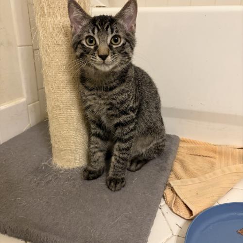 Enlarge Creole, a Adoptable Domestic Short Hair in Toms River, NJ image 5/5