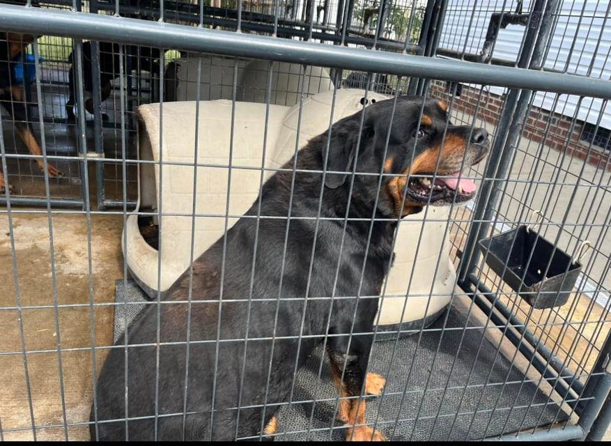 BOHDI, Adoptable, Senior Male Rottweiler.