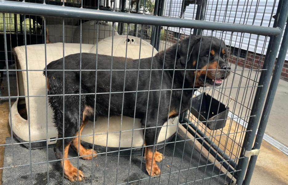 BOHDI, a Adoptable Rottweiler in Chapel Hill, NC image 2/4