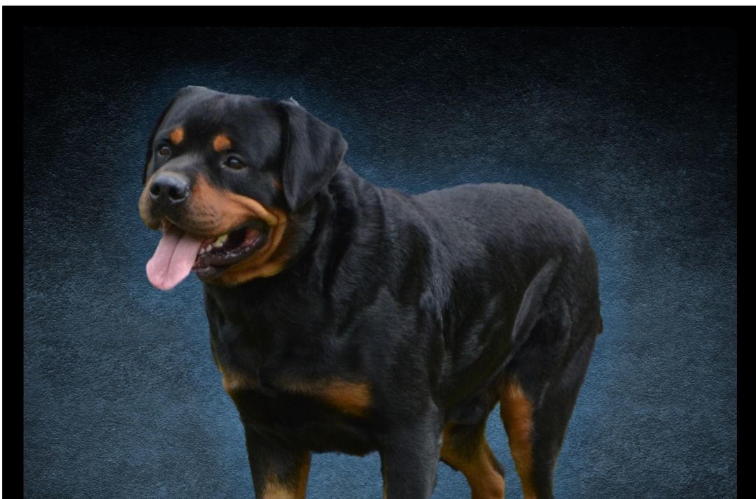 BOHDI, a Adoptable Rottweiler in Chapel Hill, NC image 4/4
