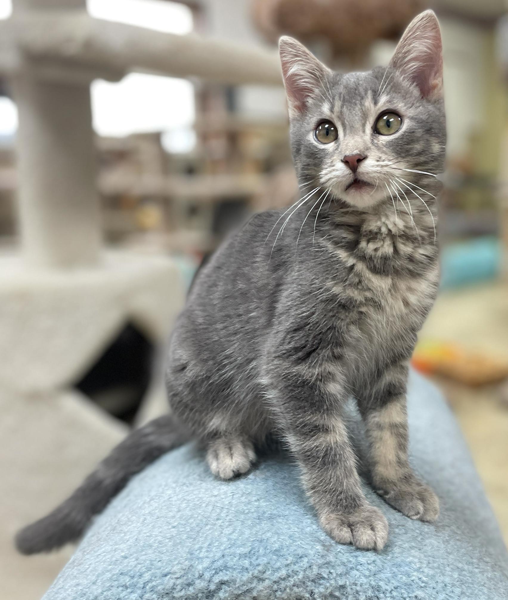 Enlarge Shamus (Needs to be Adopted w/Littermate), a Adoptable Domestic Short Hair in Neillsville, WI image 2/4